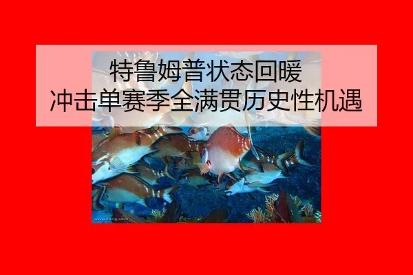 te-lu-mu-pu-zhuang-tai-hui-nuan-chong-ji-dan-sai-ji-quan-man-guan-li-shi-xing-ji-yu-3-801.jpg